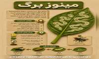 مینوز برگ  سیب زمینی 
