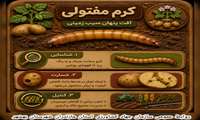 کرم مفتولی آفت سیب زمینی 