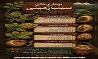 بیماری های  سیب زمینی 