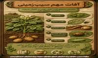آفات سیب زمینی 