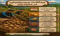 برداشت سیب زمینی 