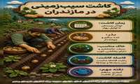 کاشت سیب زمینی 