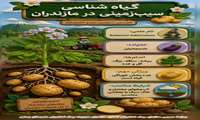 گیاه‌شناسی سیب زمینی 