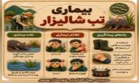 بیماری تب شالیزار....