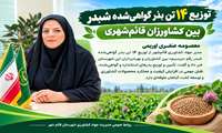 توزیع ۱۴ تن بذر گواهی‌شده شبدر بین کشاورزان قائم‌شهری