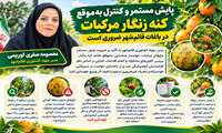 پایش مستمر و کنترل به‌موقع کنه زنگار مرکبات در باغات قائم‌شهر ضروری است