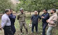 ۱۰ هکتار باغ گردو با بیش از هزار اصله درخت؛ پیش‌بینی برداشت ۲۵ تن محصول در روستای سیمت سوادکوه