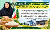 فعالیت ۴۵ واحد شالیکوبی در قائم‌شهر؛ پایان برداشت برنج بیش از هشت هزار هکتار شالیزار
