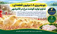 جوجه‌ریزی ۱.۸ میلیون قطعه‌ای؛ تداوم تولید گوشت مرغ در قائم‌شهر