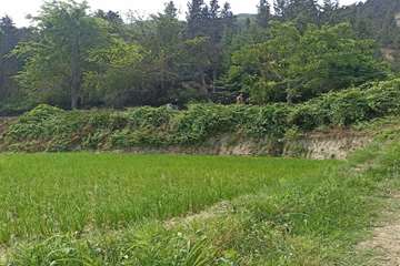 photo28366605606