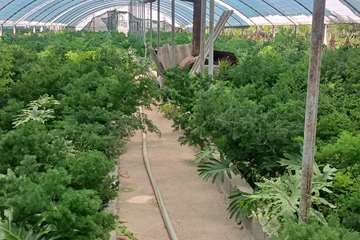 گلخانه1