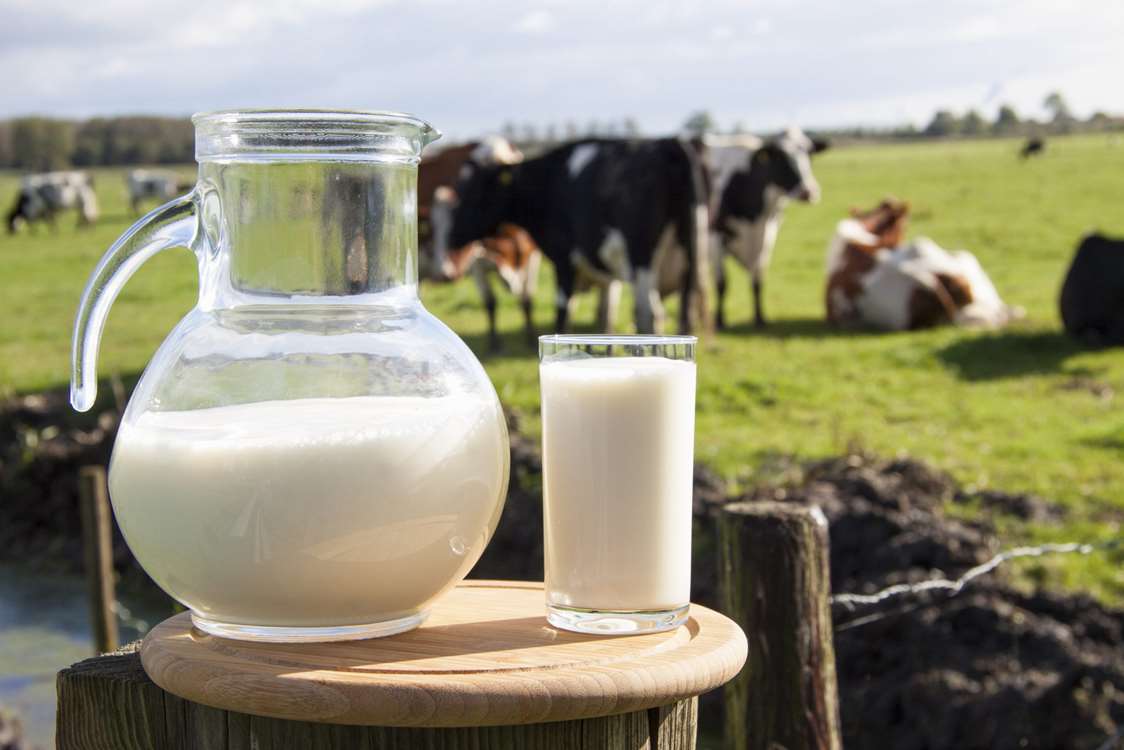 dairy-milk-cows-in-field-scaled 