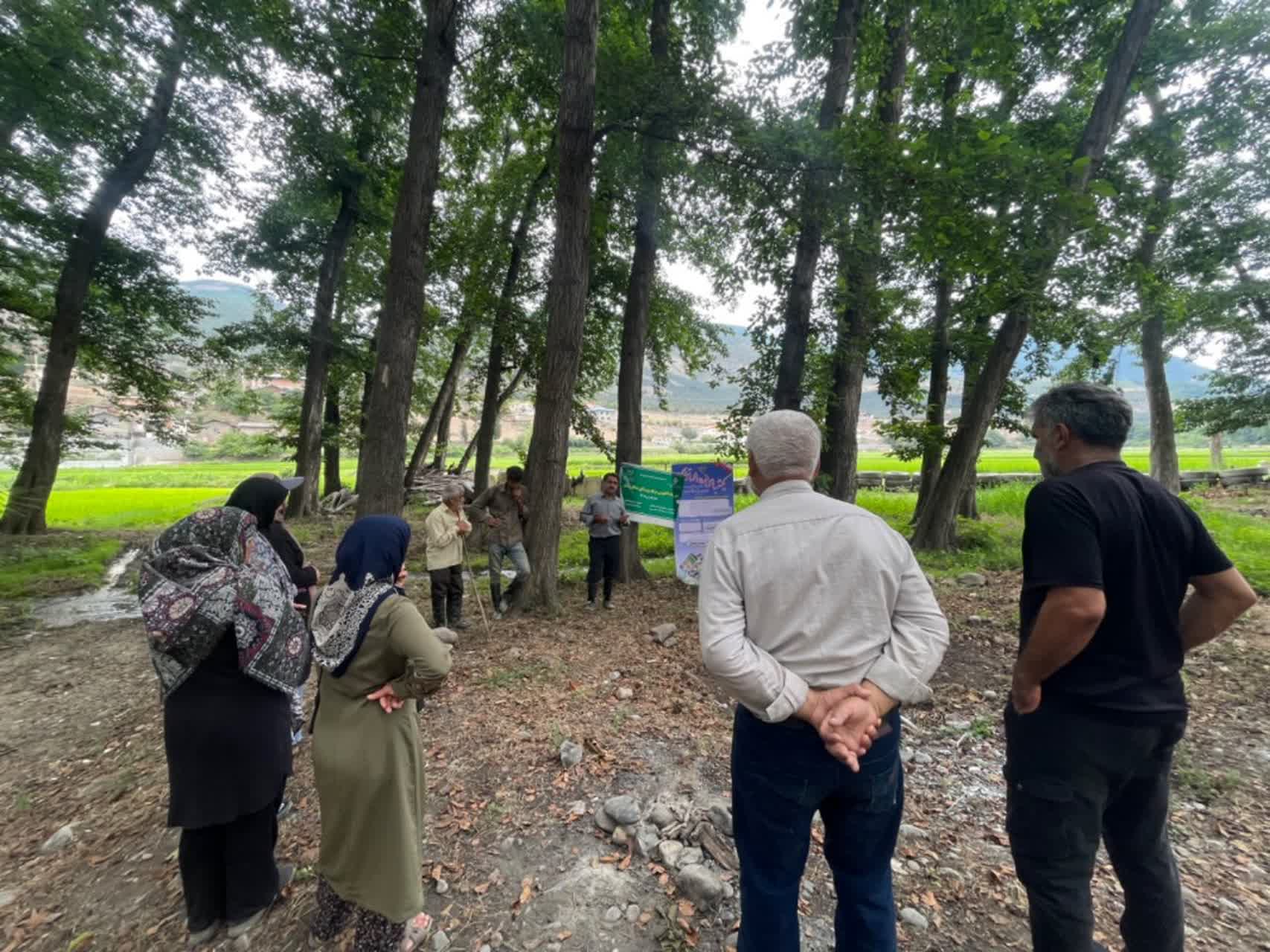 برگزاری تور ترویجی در مزرعه الگویی برنج  روستای متکارودبار چالوس برای مهار آفت کرم ساقه‌خوار