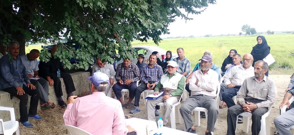برگزاری نخستین تور ترویجی به‌زراعی برنج در روستای خردمرد رضایی بابلسر