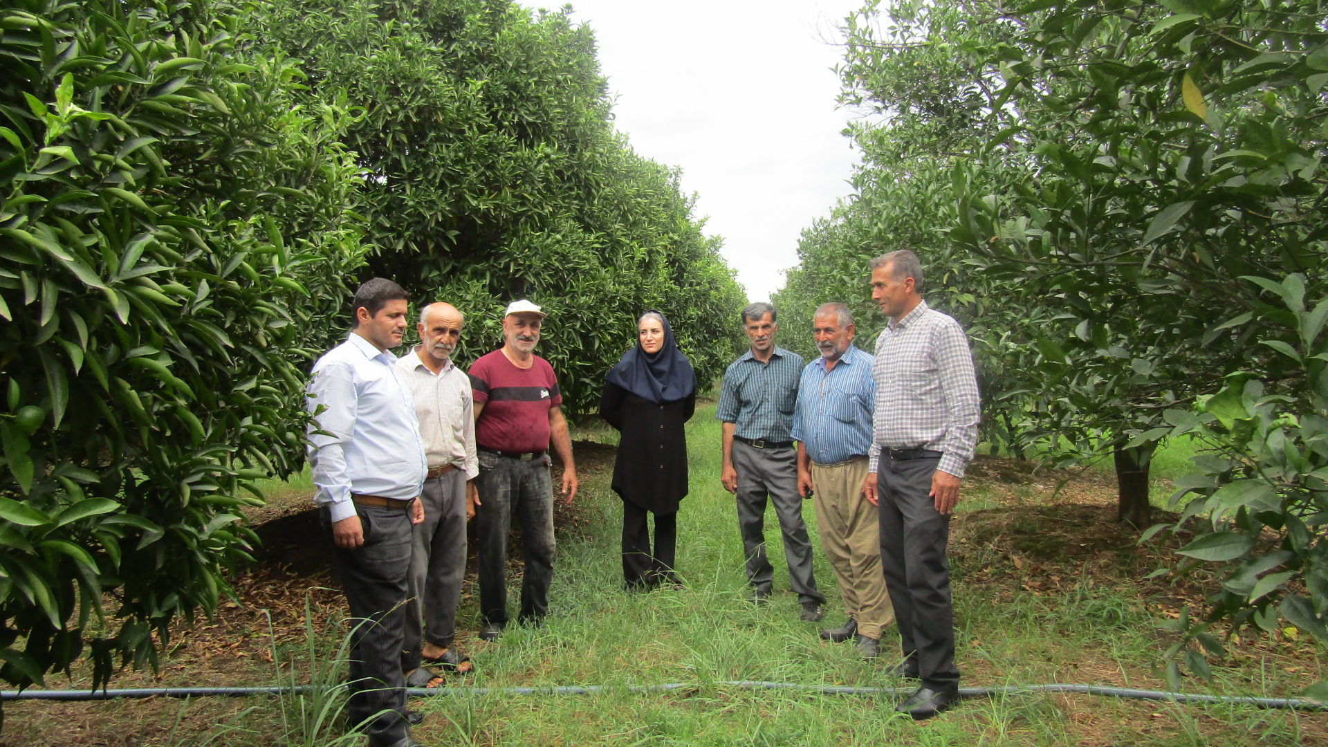 آموزش تخصصی ۵ حوزه کشاورزی و دامپروری در روستاهای عباس‌آباد؛ از مبارزه با آفات برنج تا تغذیه دام